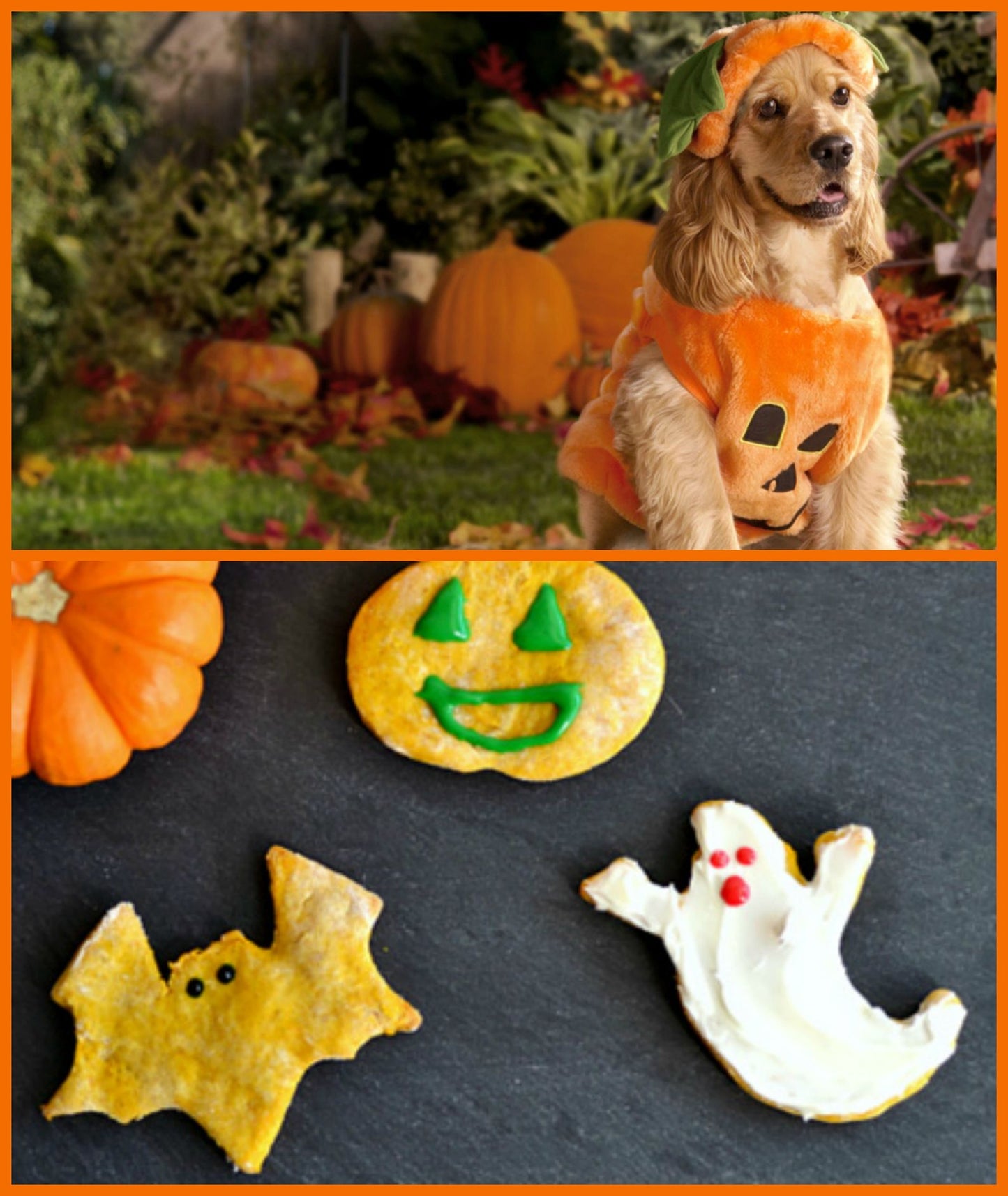 COOKIE FOR DOG